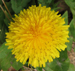 Dandelion, Taraxacum officinale