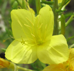 Diamond Petal Primrose, Oenothera rhombipetala, CA (1)