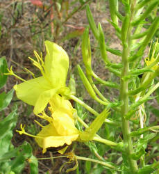 Diamond Petal Primrose, Oenothera rhombipetala, CA (2)
