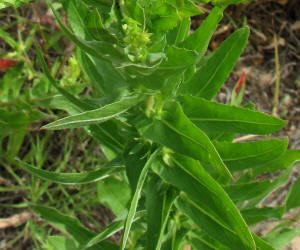 Diamond Petal Primrose, Oenothera rhombipetala, CA (4)