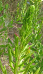 Diamond Petal Primrose, Oenothera rhombipetala, CA (6)