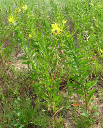 Diamond Petal Primrose, Oenothera rhombipetala, CA