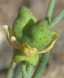 Dutchman's Breeches, Thamnosma texana (1)