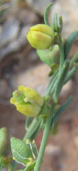 Dutchman's Breeches, Thamnosma texana (2)