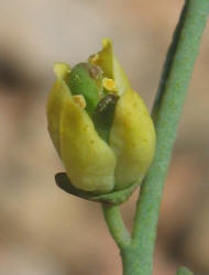 Dutchman's Breeches, Thamnosma texana