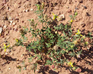 Dwarf Dalea, Dalea nana (2)