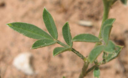 Dwarf Dalea, Dalea nana (5)