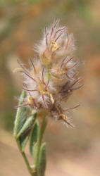 Dwarf Dalea, Dalea nana (7)