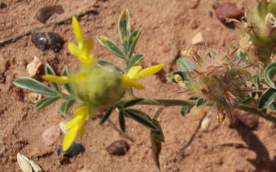 Dwarf Dalea, Dalea nana