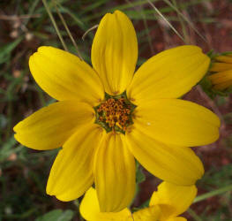 Engelmann Daisy, Engelmannia pinnatifida (1)