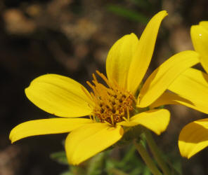 Engelmann Daisy, Engelmannia pinnatifida (12)