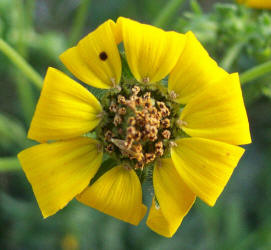 Engelmann Daisy, Engelmannia pinnatifida (2)