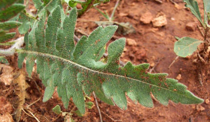 Engelmann Daisy, Engelmannia pinnatifida (4)