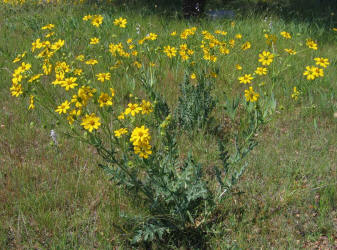 Engelmann Daisy, Engelmannia pinnatifida (6)