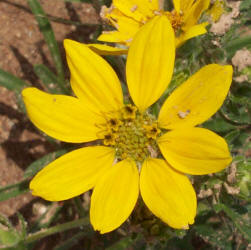 Engelmann Daisy, Engelmannia pinnatifida