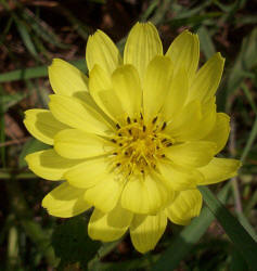 False Dandelion, Pyrrhopappus multicaulis (1)