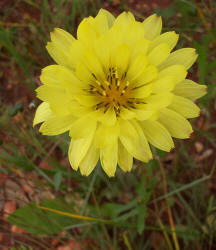 False Dandelion, Pyrrhopappus multicaulis