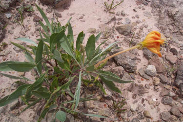 Flutter-Mill, Oenothera macrocarpa (2)