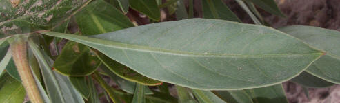 Flutter-Mill, Oenothera macrocarpa (3)