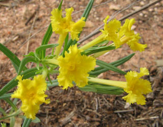 Fringed Puccoon, Lithospermum incisum (1)