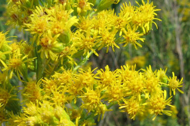 Tall Goldenrod, Solidago canadensis (1)