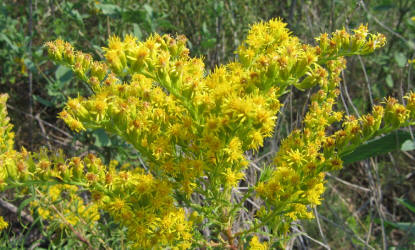 Tall Goldenrod, Solidago canadensis (2)