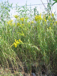 Tall Goldenrod, Solidago canadensis (3)
