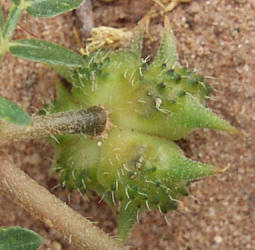 Goathead, Tribulus terrestris (4)