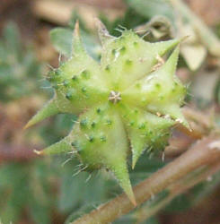 Goathead, Tribulus terrestris (5)