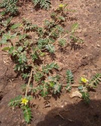 Goathead, Tribulus terrestris (6)