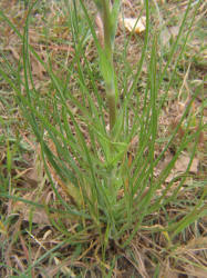 Goatsbeard, Tragopogon dubius (2)