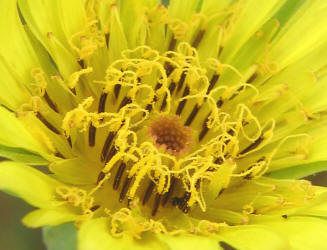 Goatsbeard, Tragopogon dubius (3)