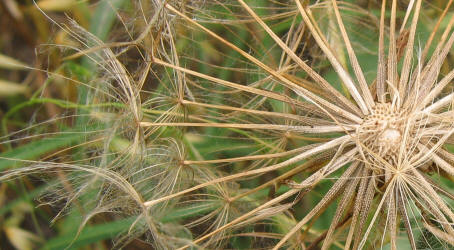 Goatsbeard, Tragopogon dubius (5)