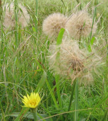 Goatsbeard, Tragopogon dubius (6)