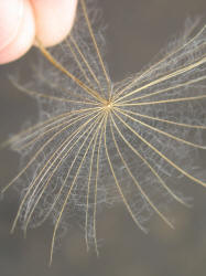 Goatsbeard, Tragopogon dubius (7)