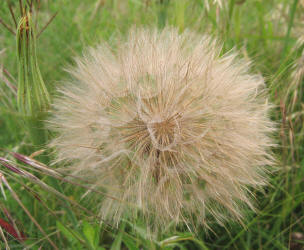 Goatsbeard, Tragopogon dubius (8)