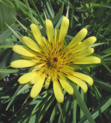 Goatsbeard, Tragopogon dubius