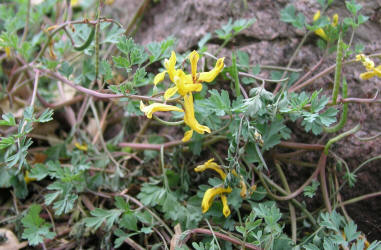 Golden Corydalis, Corydalis aurea (1)