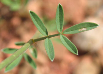 Golden Dalea, Dalea aurea (10)