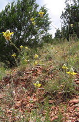 Golden Dalea, Dalea aurea (12)