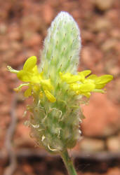 Golden Dalea, Dalea aurea (5)