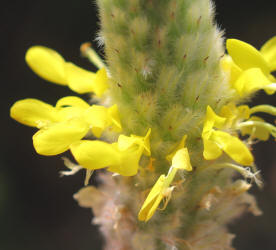 Golden Dalea, Dalea aurea (8)