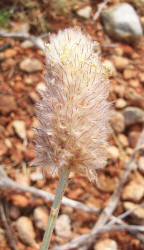 Golden Dalea, Dalea aurea