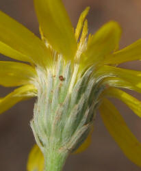 Gray Golden-aster, Heterotheca canescens (14)