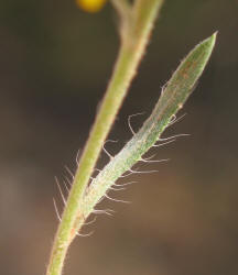 Gray Golden-aster, Heterotheca canescens (16)