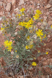 Gray Golden-aster, Heterotheca canescens (3)