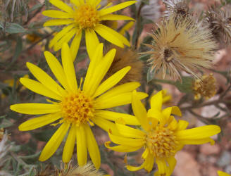 Gray Golden-aster, Heterotheca canescens (4)