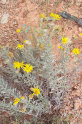 Gray Golden-aster, Heterotheca canescens (5)