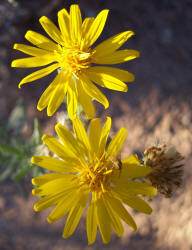 Gray Golden-aster, Heterotheca canescens (7)