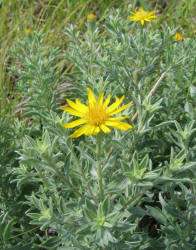 Gray Golden-aster, Heterotheca canescens (9)